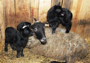 Зміст і розведення овець романівської породи
