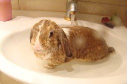 Чи можна мити будинку декоративних кроликів
