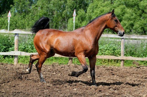 Порода коней Російський рисак: опис, зміст, догляд