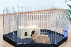 Види і опис декоративних висловухих кроликів