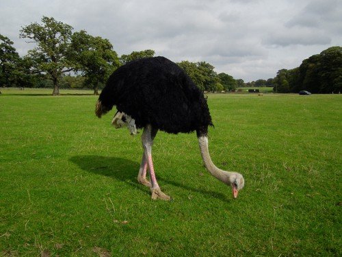 Чому страус ховає голову в пісок, цікаві факти