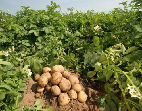 Невський картопля: опис сорту, характеристика