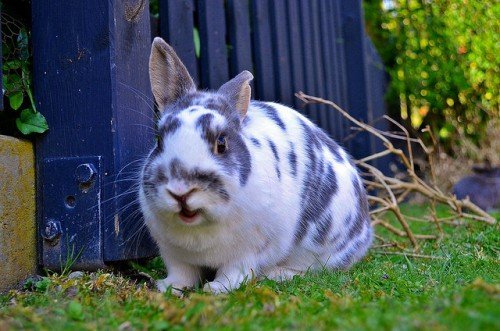 Кастрація кроликів: способи, в якому віці роблять