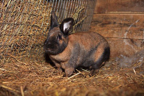 Породи кроликів: які бувають види, фото, повний опис