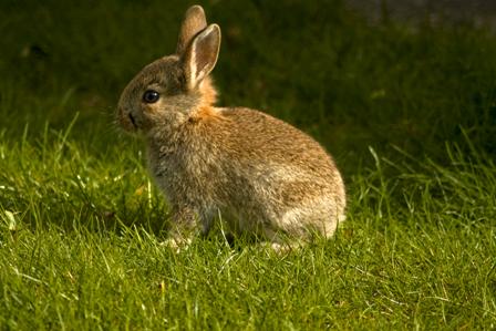 Як визначити стать кролика: первинні, вторинні ознаки