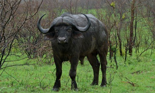 Африканський карликовий буйвол: опис, фото, Кафрський тип