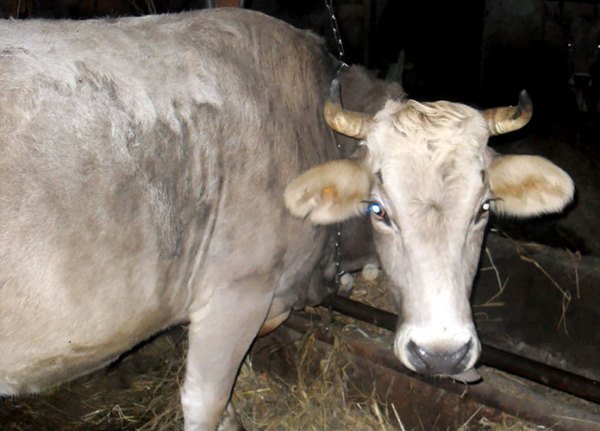 Костромська порода корів   достоїнства і опис з фото