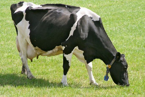 Холмогорская порода корів: характеристика, фото