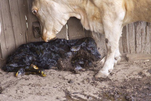 Отелення корови і прийом теляти: все про пологи, як народжує