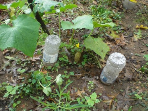 Крапельний полив огірків: пластикові пляшки своїми руками, фото