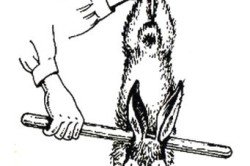 Як правильно вбити кролика?
