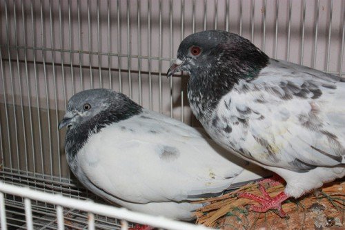 Пакистанські високольотні голуби: фото, опис породи