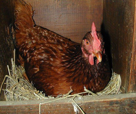 Як правильно побудувати зимовий курник своїми руками? креслення