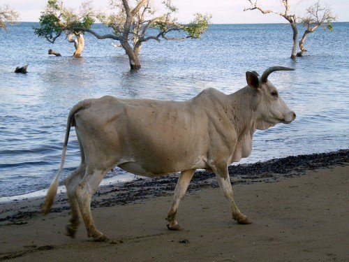 Зебу   горбатий бик з африки: опис, фото