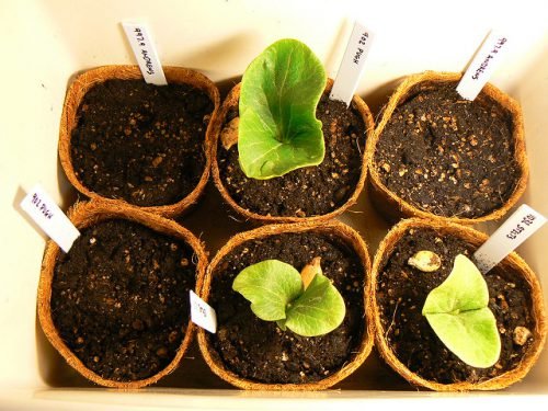 Гарбуз на розсаду будинку: як садити, вирощування в домашніх умовах