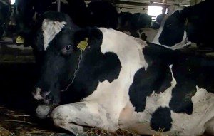 Кетоз у корів: симптоми, лікування та профілактика хвороби