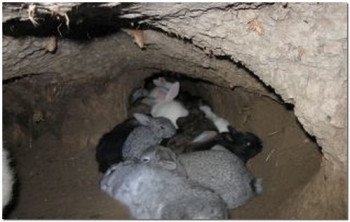 Розведення кроликів в ямах   особливості та особливі фактори