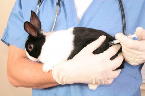 Хвороби декоративних кроликів: симптоми і їх лікування (фото)