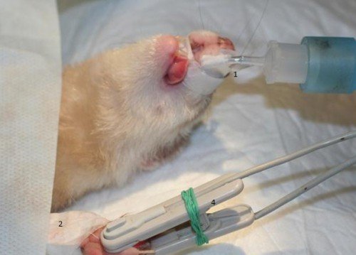 Стерилізація самки тхора: як проходить, догляд за твариною після