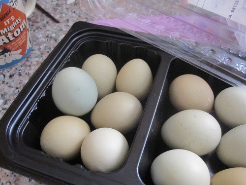 Яйця фазана: чи можна їх їсти, яка користь