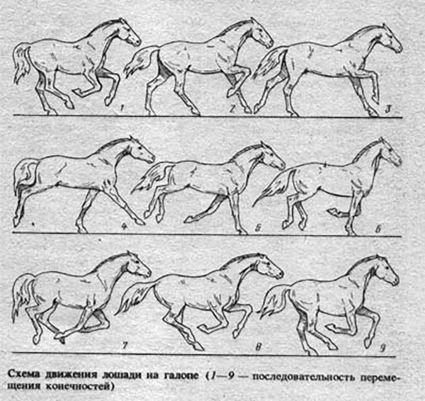 Види і опис штучних алюрів коней