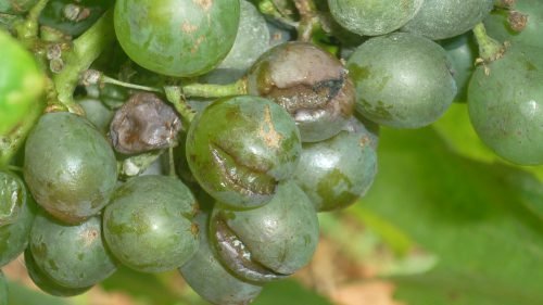 Всі хвороби ягід винограду: опис, їх лікування