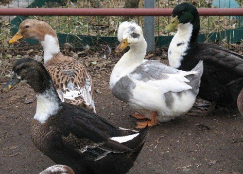 Башкирська качка: характеристика, опис породи, розведення