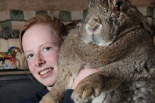 Кролі велетні: опис порід і їх вирощування
