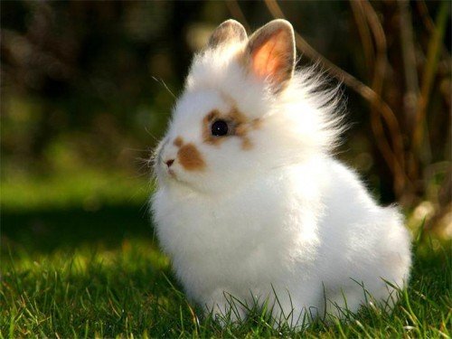 Скільки років живуть карликові кролики в домашніх умовах