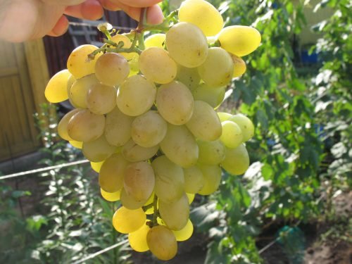 Виноград захват мускатний: опис сорту, фото