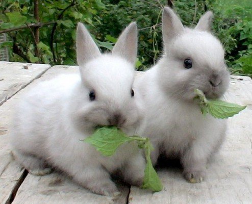 Чим годувати домашніх кроликів: що можна і не можна, види корму