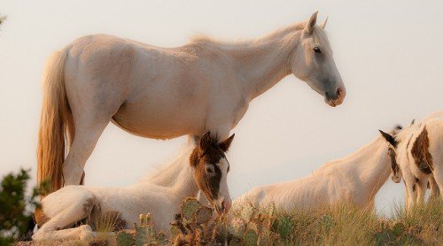Мустанг дикий кінь: опис, походження
