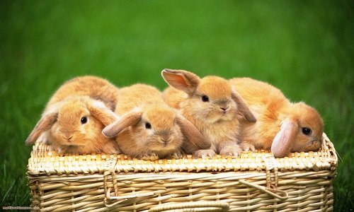 Від чого може зявитися пронос у кроликів і чим його лікувати?