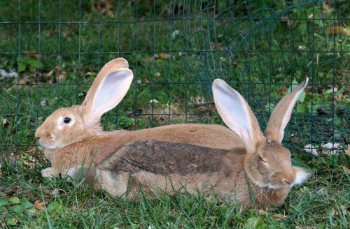 Кролики породи Велетень: опис, зміст