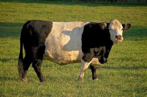 Які породи корів бувають: загальний огляд з фото, опис видів