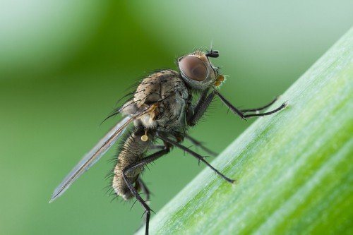 Цибульна муха: як боротися і позбутися препаратами (обробка)