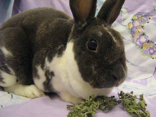 Хвороби декоративних кроликів: симптоми і їх лікування (фото)
