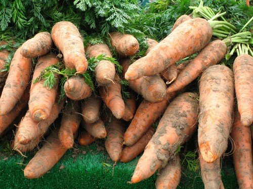 Строки збирання моркви, поради по збору врожаю