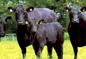 Достоїнства і опис Абердин ангуської породи корів