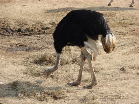 Чому страус ховає голову в пісок, цікаві факти