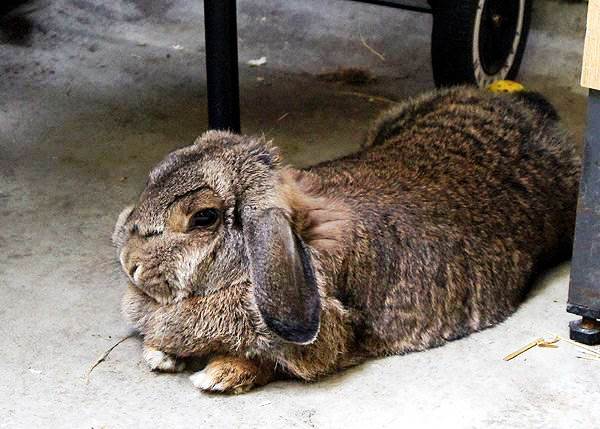 Симптоми та методи лікування риніту у кроликів