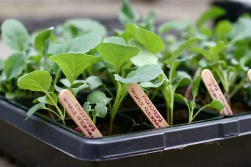 Як садити капусту у відкритий грунт: догляд, схема