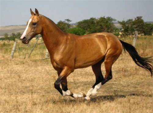 Булана масть коней: опис, фото