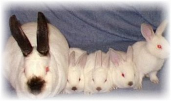 Каліфорнійський кролик: особливості розведення та догляду