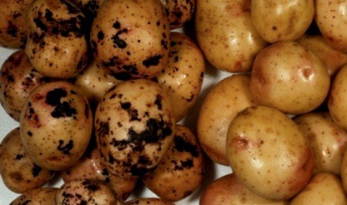 Картопля гала: опис сорту, характеристика