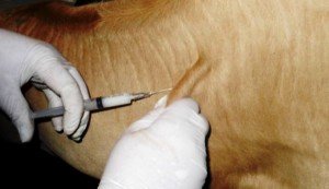 Огляд хвороб вимені у корів та їх лікування