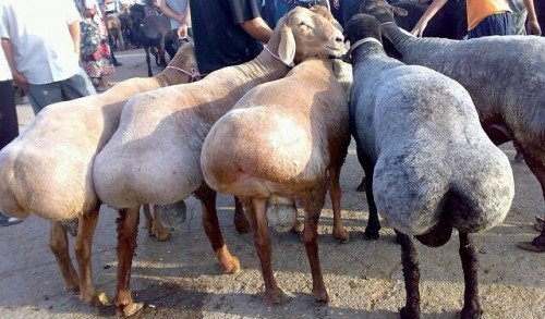 Порода Курдючне вівці: огляд, як утримувати, фото, опис