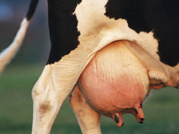Як відбувається лактація у корів: фази