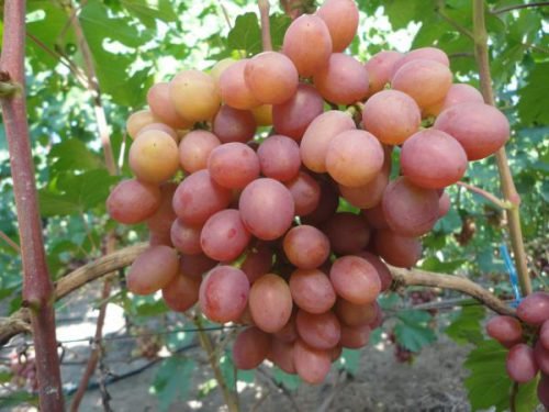 Як посадити кісточку винограду і отримати хороший урожай