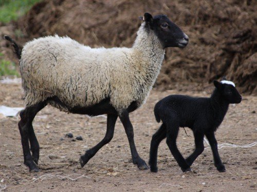 Вівці романівської породи: характеристика, догляд за ягнятами, фото